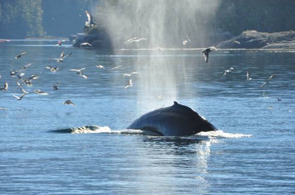 Movimentação de baleia atrai muitos pássaros durante passeio de barco em Telegraph Cove, na Vancouver Island, na Columbia Britânica, costa oeste do Canadá